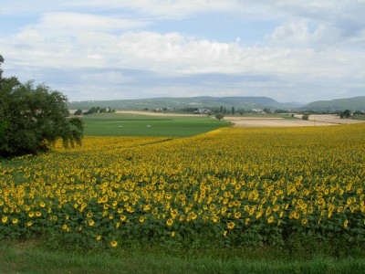 Découvrir Dauphin